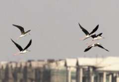 滹沱河湿地 野生鸟儿大聚会